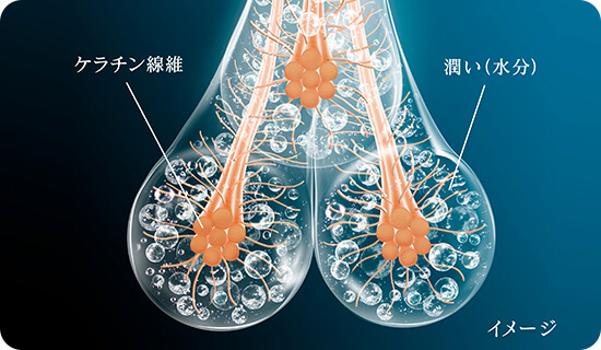 ケラチン繊維に潤い（水分）を抱え込ませているイメージ図